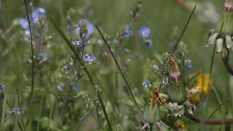 Blue flowers in the meadow Stock Footage 69736236