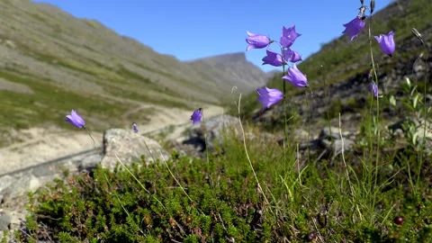 Blue flowers in the mountains 動画素材 280872733