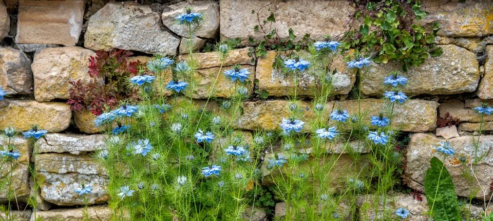 Blue flowers, Nigella sativa, against a dry stone wall background. The Cotswolds Stock Photos