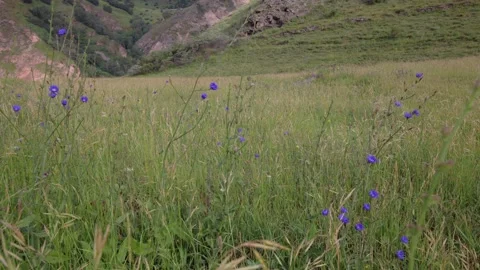 Blue flowers opening timelapse Stock Footage 157729901