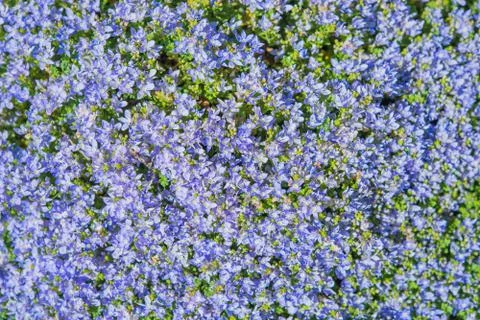 Blue flowers pattern. beautiful tiny violet-blue spring flowers background. Stock Photos