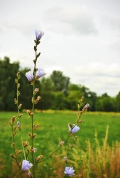 Blue flowers Foto stock