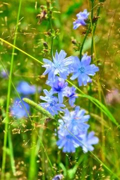 Blue flowers Stock Photos