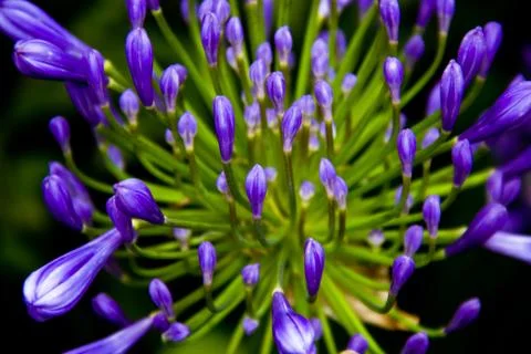 Blue flowers Stock Photos