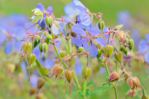 Blue flowers Stock Photos