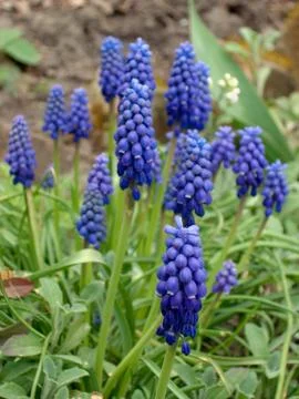 Blue flowers Stock Photos