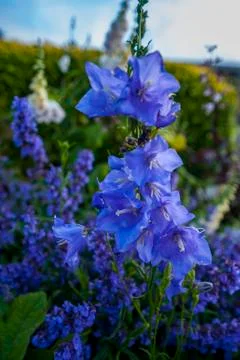 Blue Flowers Foto stock