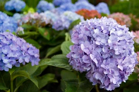 Blue flowers Stock Photos