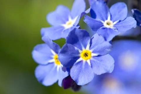 Blue flowers Фото