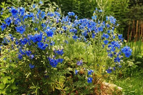 Blue flowers Stock Photos