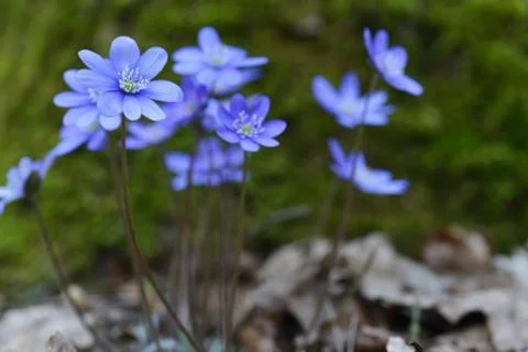 Blue flowers Stock Photos