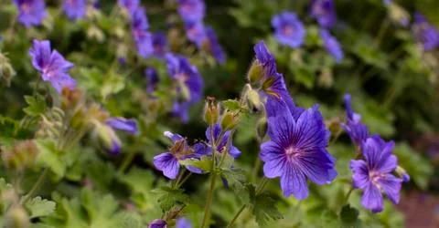 Blue Flowers Foto stock