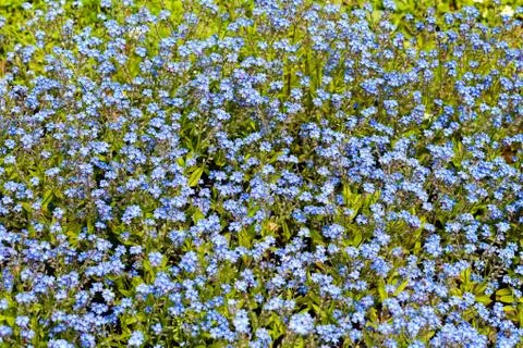 Blue flowers Stock Photos