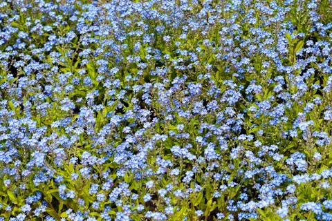Blue flowers Stock Photos