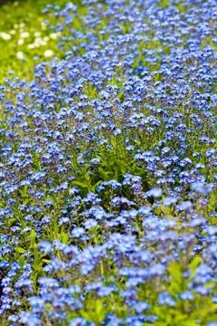 Blue flowers Stock Photos