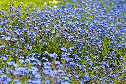 Blue flowers Stock-Fotos