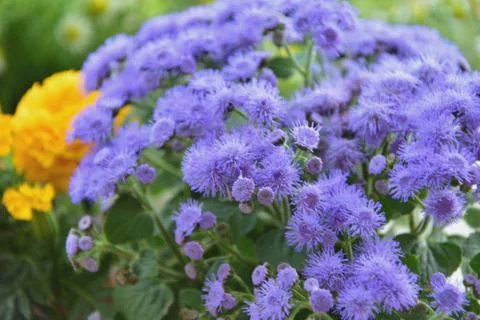 Blue flowers Stock Photos