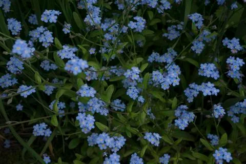 Blue flowers Stock-Fotos