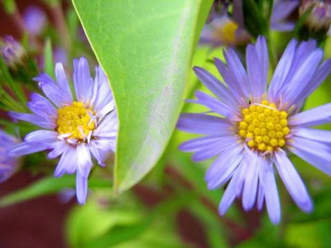 Blue flowers Stock Photos