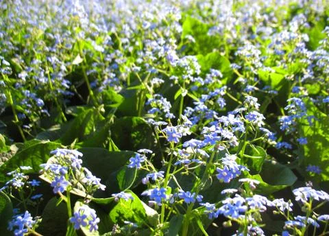 Blue flowers Stock Photos