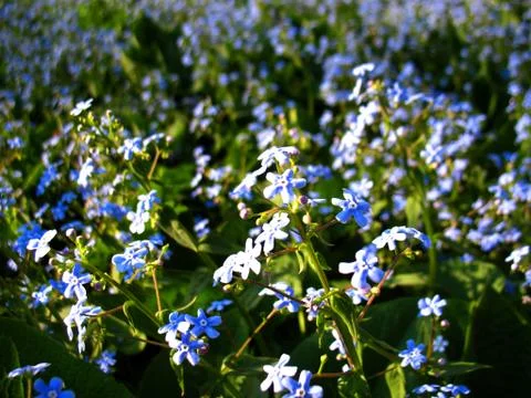 Blue flowers Stock Photos