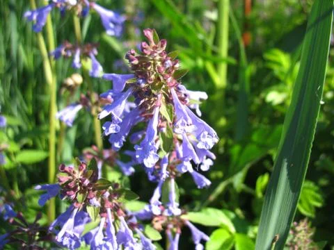 Blue flowers Stock Photos