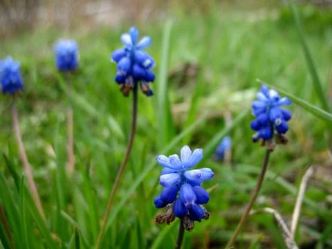 Blue flowers Stock Photos
