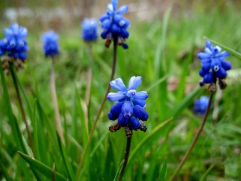 Blue flowers Stock Photos