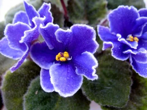 Blue flowers Stock Photos