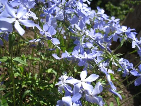 Blue flowers Stock Photos