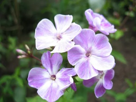 Blue flowers Stock Photos