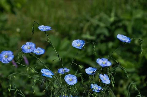 Blue flowers Stock Photos