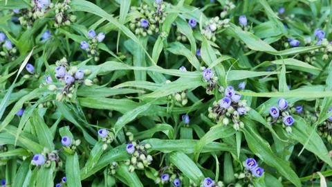 Blue flowers 库存照片