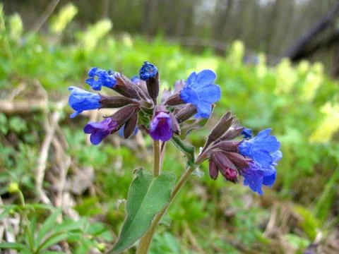 Blue flowers Stock Photos