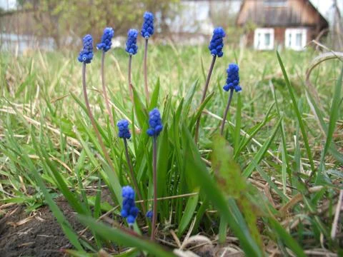 Blue flowers Stock Photos