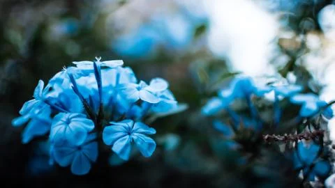 Blue flowers Stock Photos