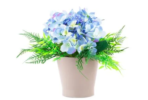Blue flowers Stock Photos