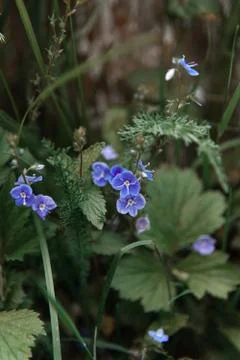 Blue flowers Stock Photos