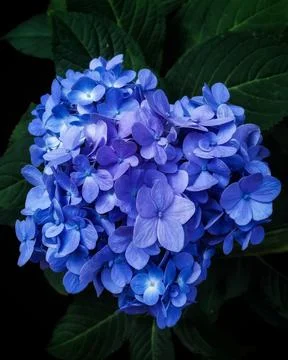 Blue flowers Stock Photos