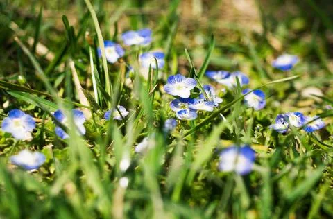 Blue flowers 스톡 사진