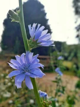 Blue flowers Stock Photos
