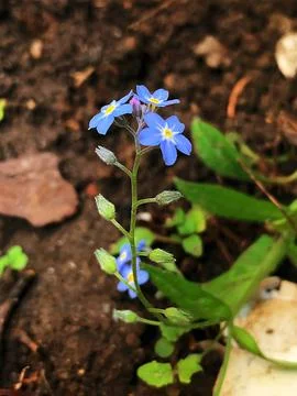 Blue flowers Stock Photos