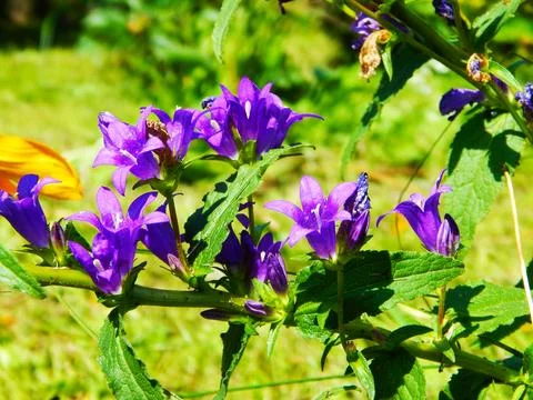 Blue flowers Stock Photos