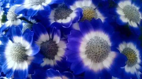 Blue Flowers 스톡 사진