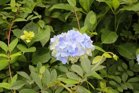 Blue flowers Stock Photos