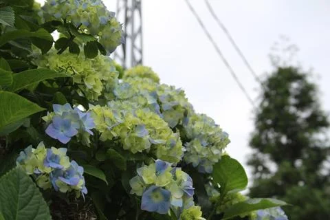 Blue flowers Stock Photos