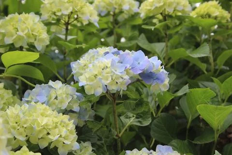Blue flowers Stock Photos