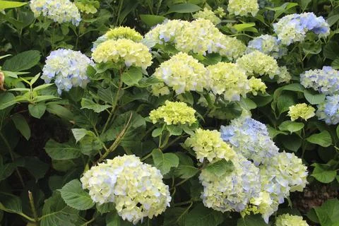 Blue flowers Stock Photos