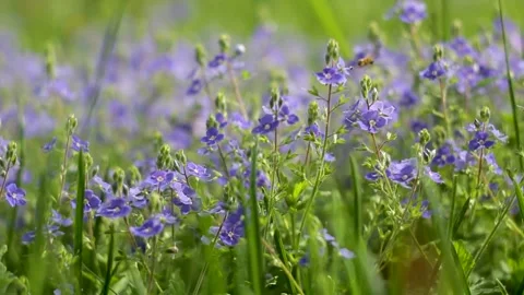 Blue flowers plus bees FullHD H264 Video stock 130836427