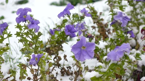Blue flowers with snow 3 Stock Footage 55909802